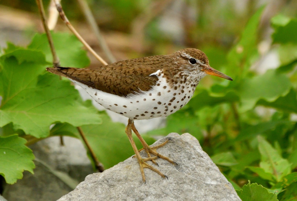 Spotted Sandpiper - ML638139876