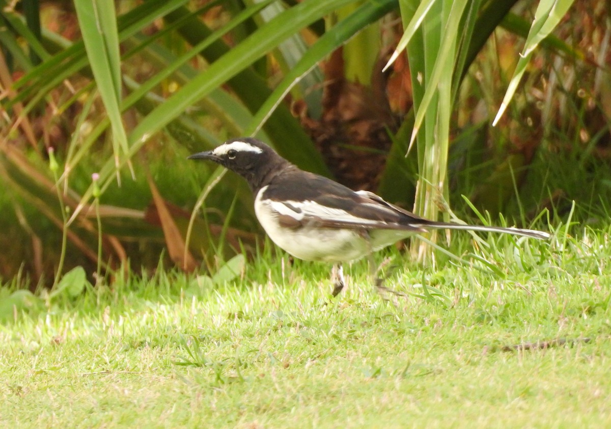 White-browed Wagtail - ML638139894
