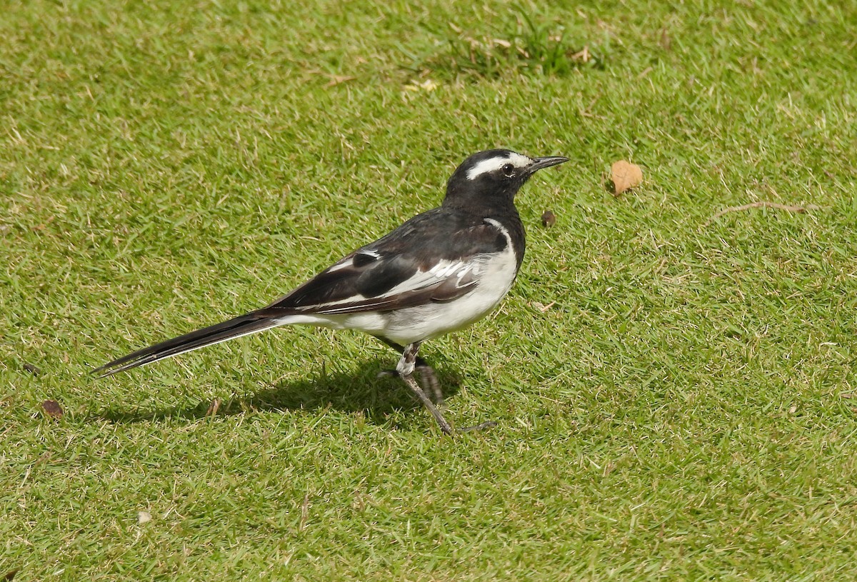 White-browed Wagtail - ML638139895