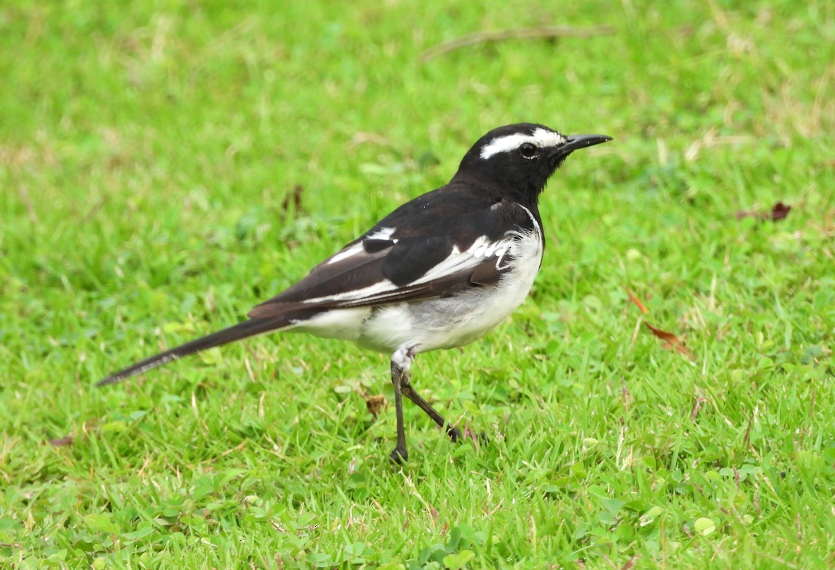 White-browed Wagtail - ML638139896