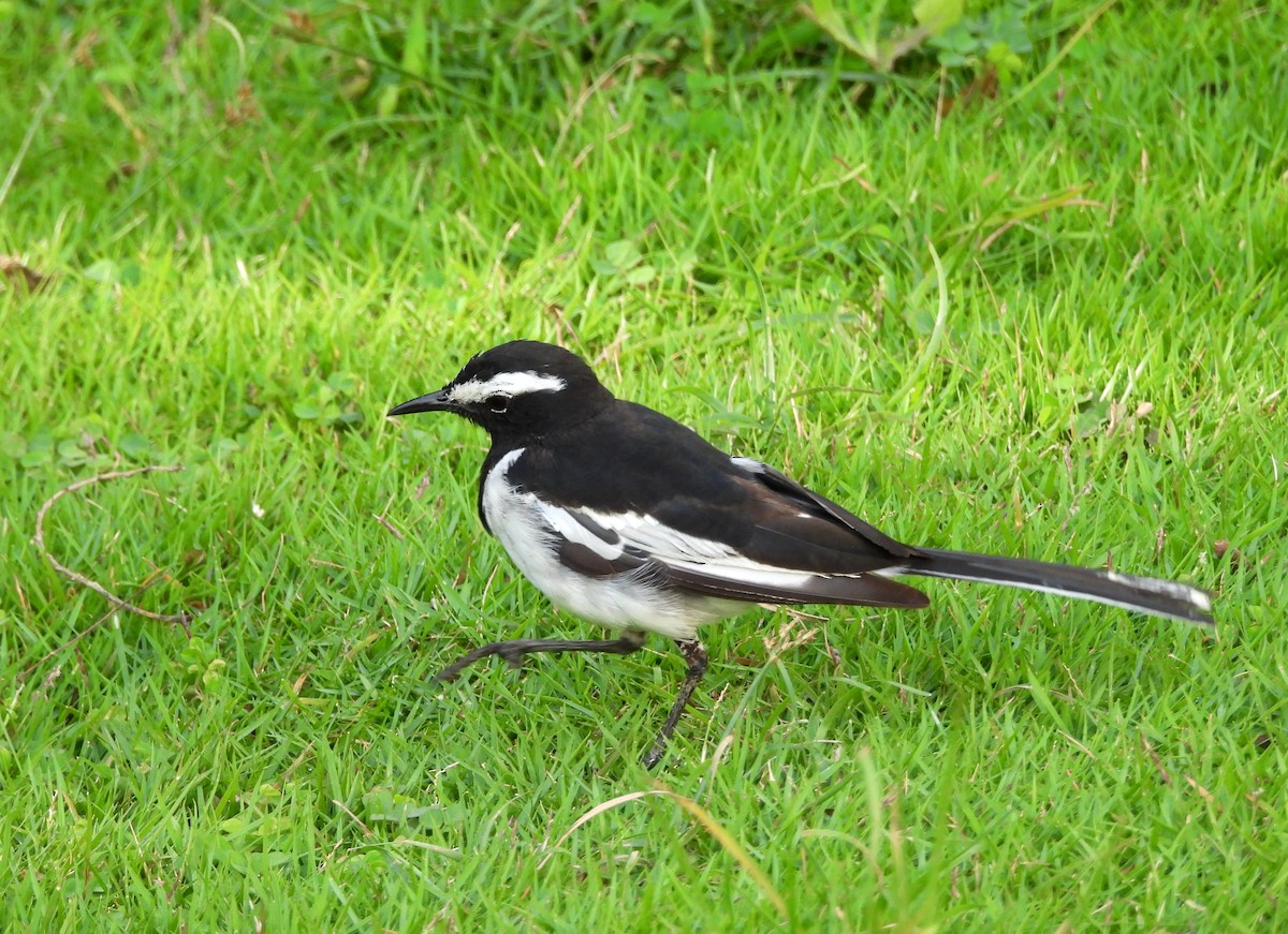 White-browed Wagtail - ML638139897