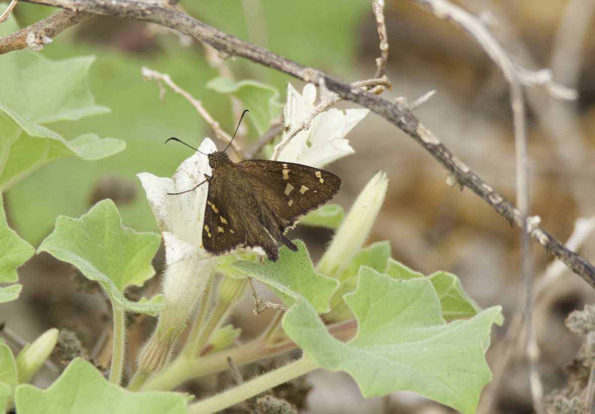 Insects - ML638139902