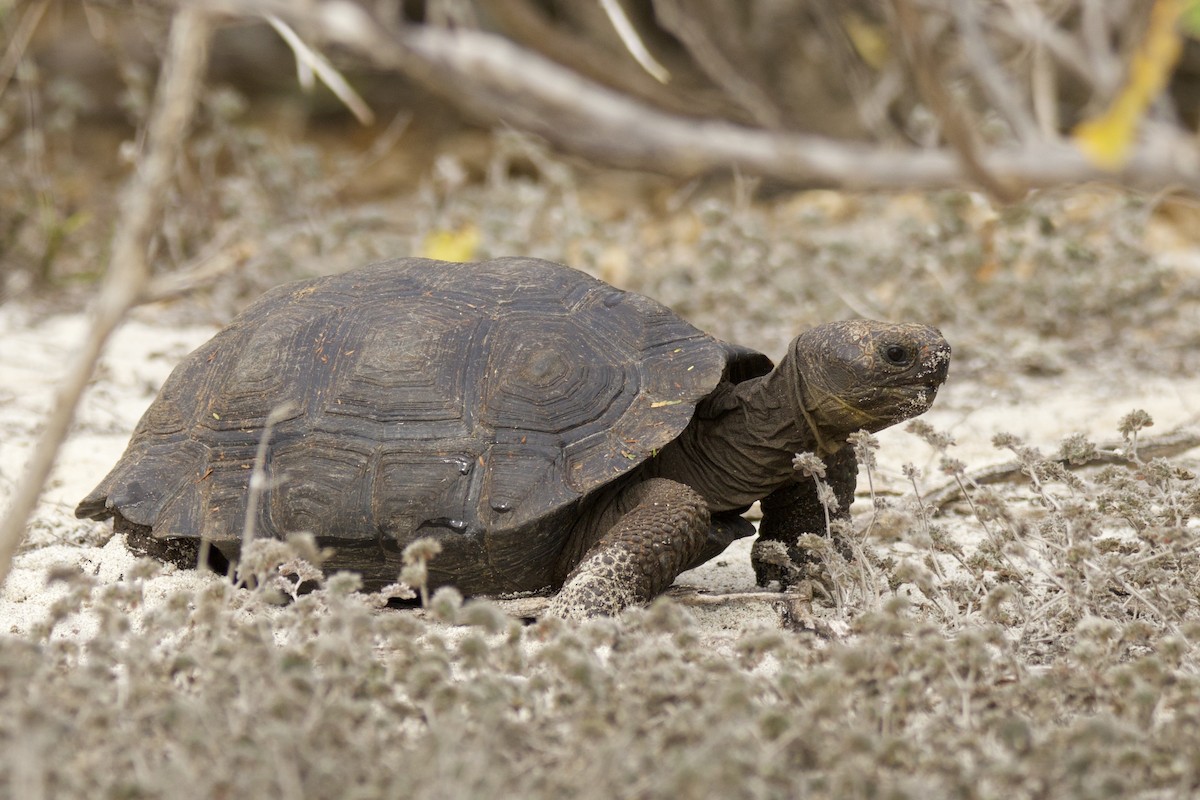 Española Giant Tortoise - ML638139904