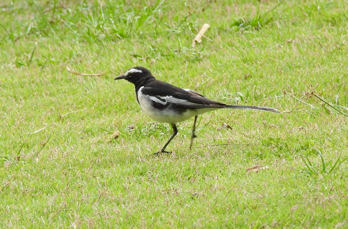 White-browed Wagtail - ML638139908