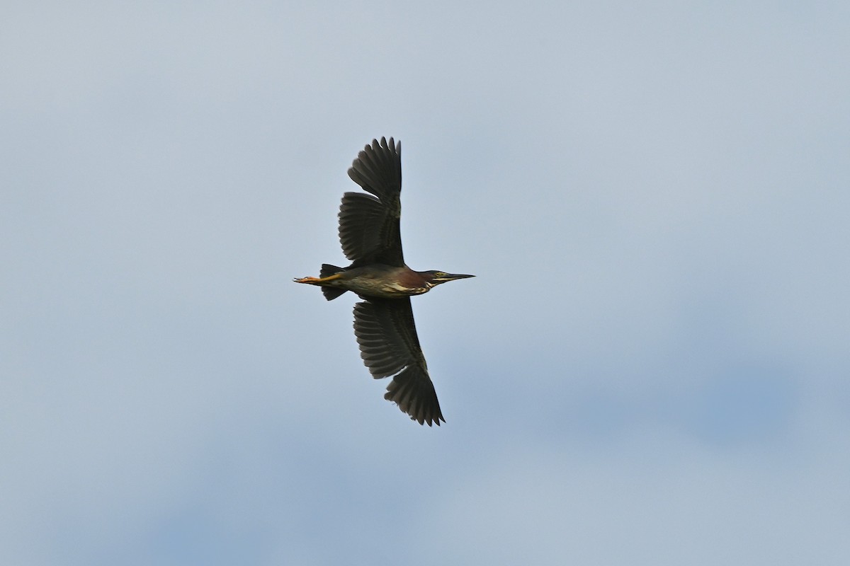 Green Heron - ML638139923