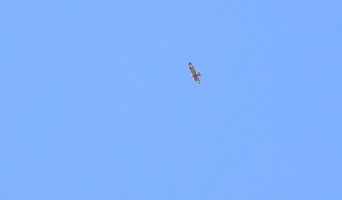 Long-legged Buzzard (Northern) - ML638139935