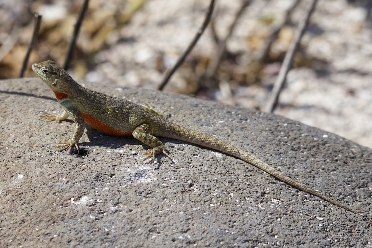 San Cristobal Lava Lizard - ML638139977