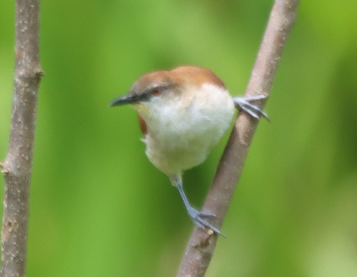 Yellow-chinned Spinetail - ML638139984