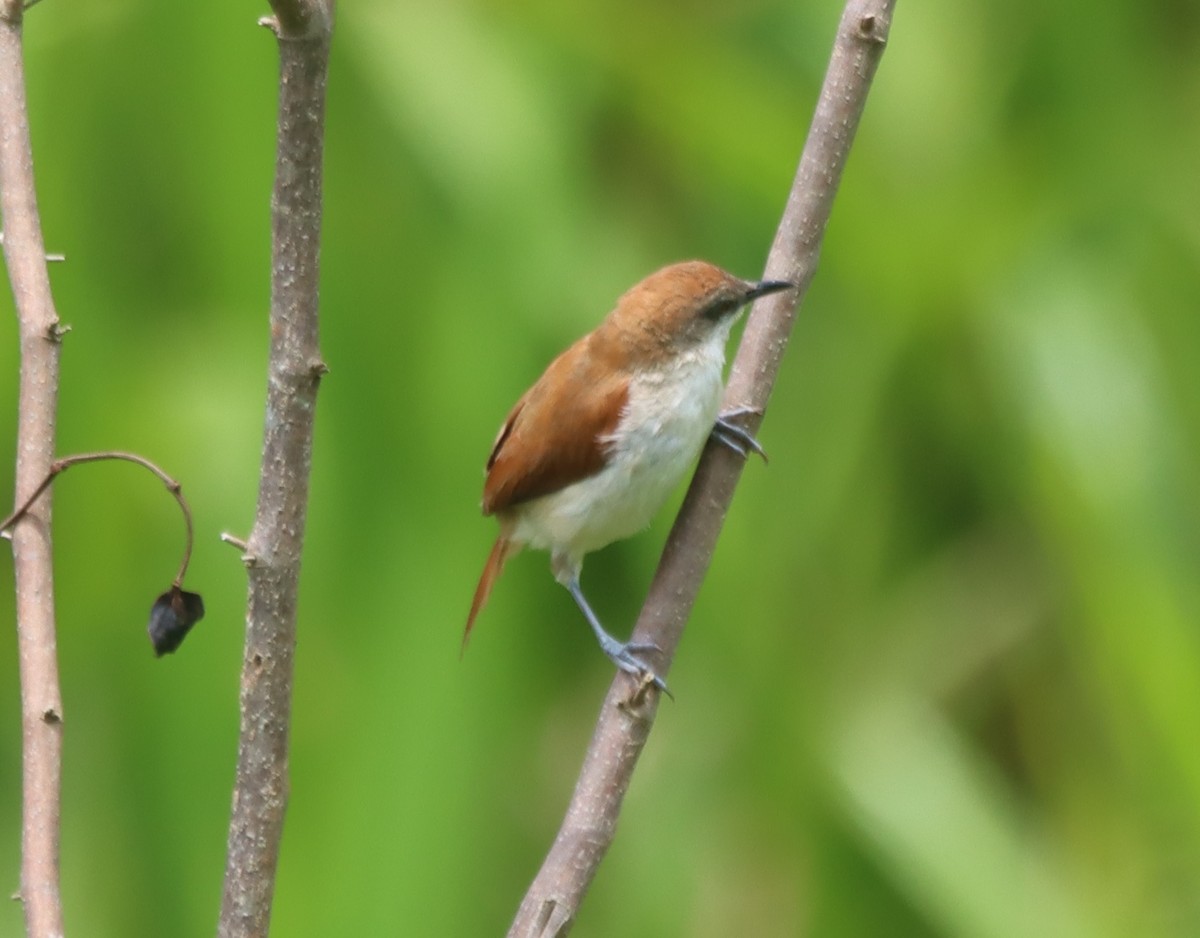 Yellow-chinned Spinetail - ML638139985