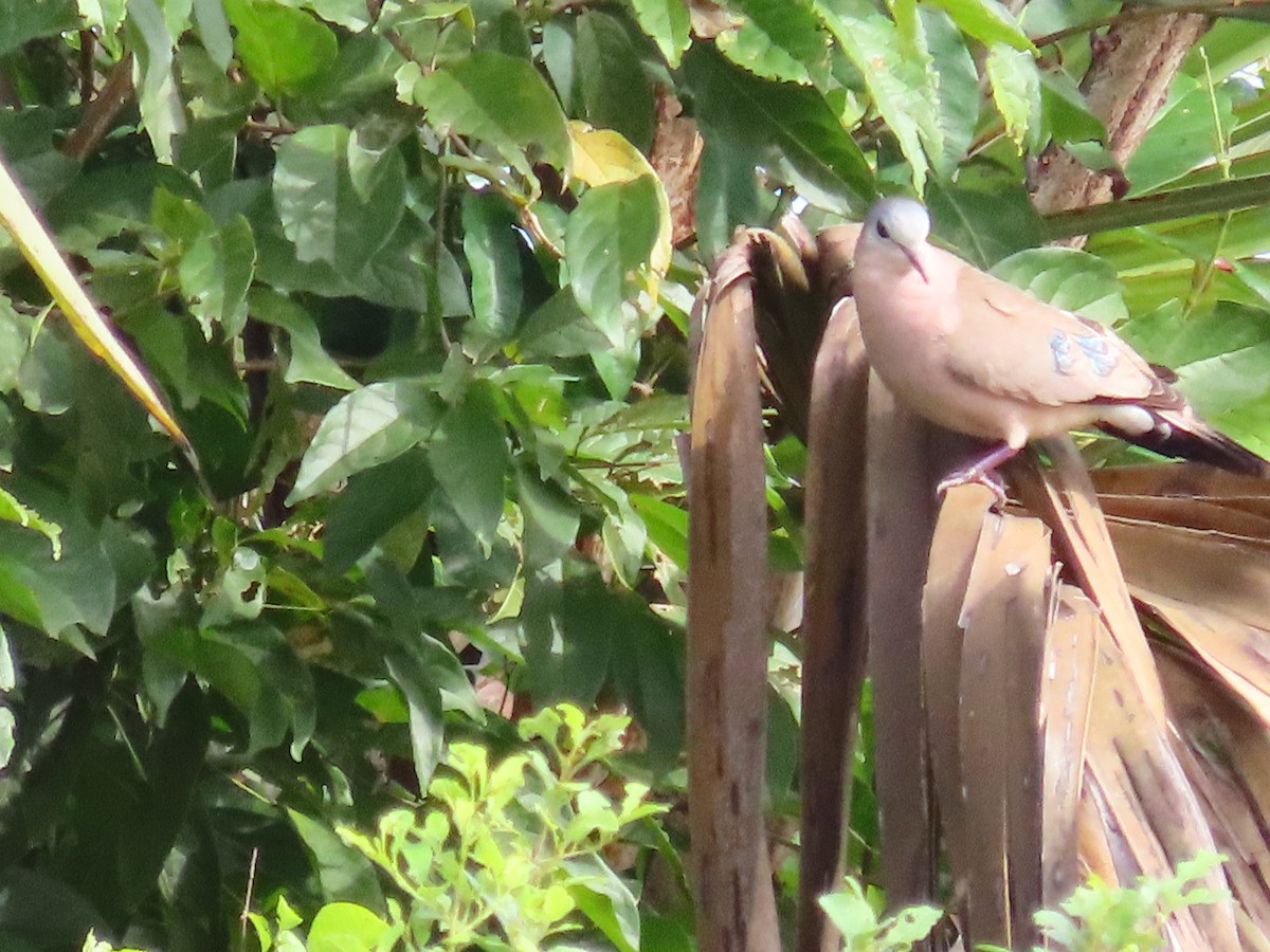 Blue-spotted Wood-Dove - ML638139989