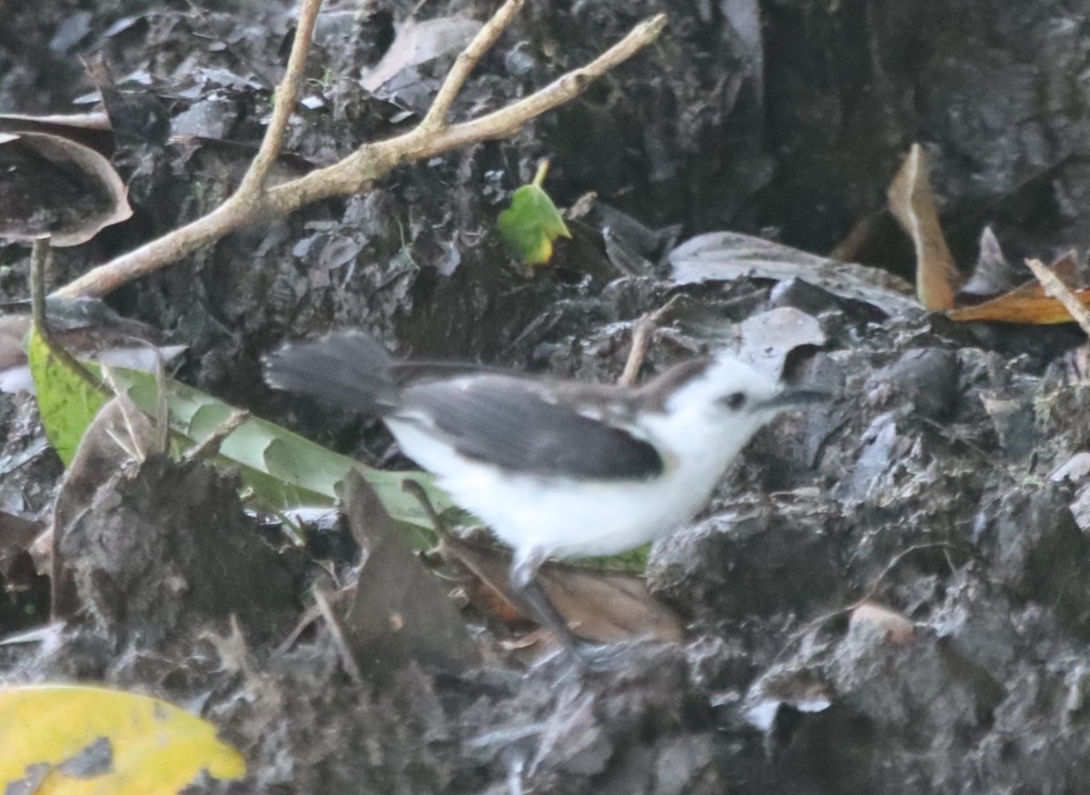 Pied Water-Tyrant - ML638139991