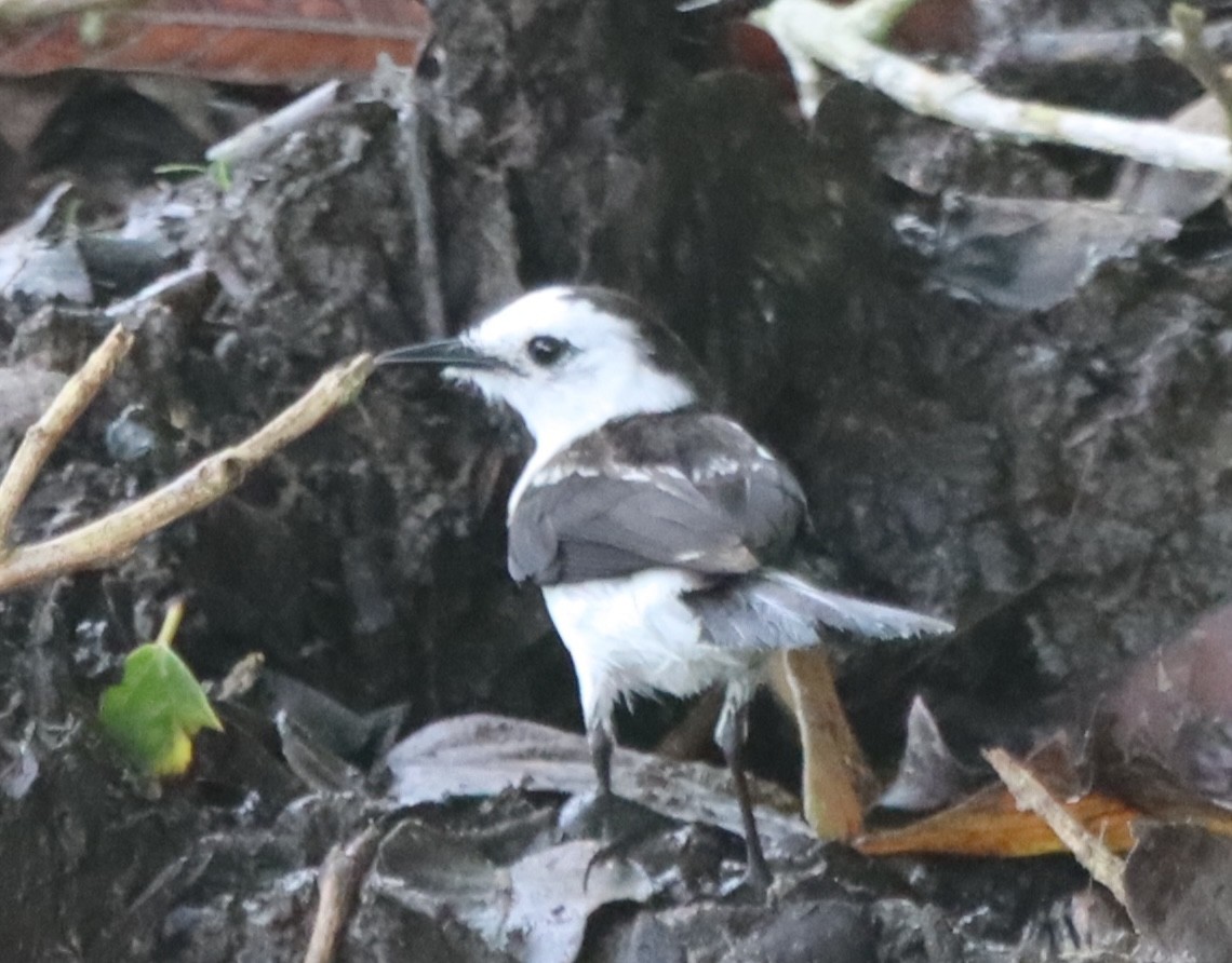 Pied Water-Tyrant - ML638139992