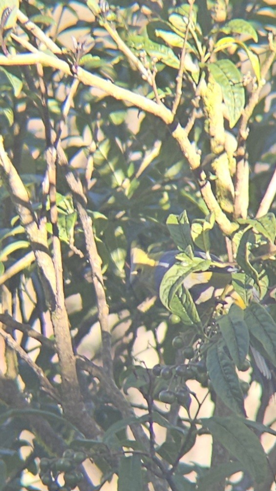 Long-tailed Silky-flycatcher - ML638140026