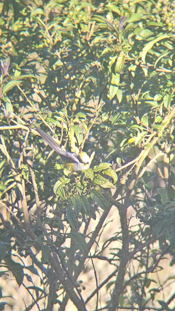 Long-tailed Silky-flycatcher - ML638140027