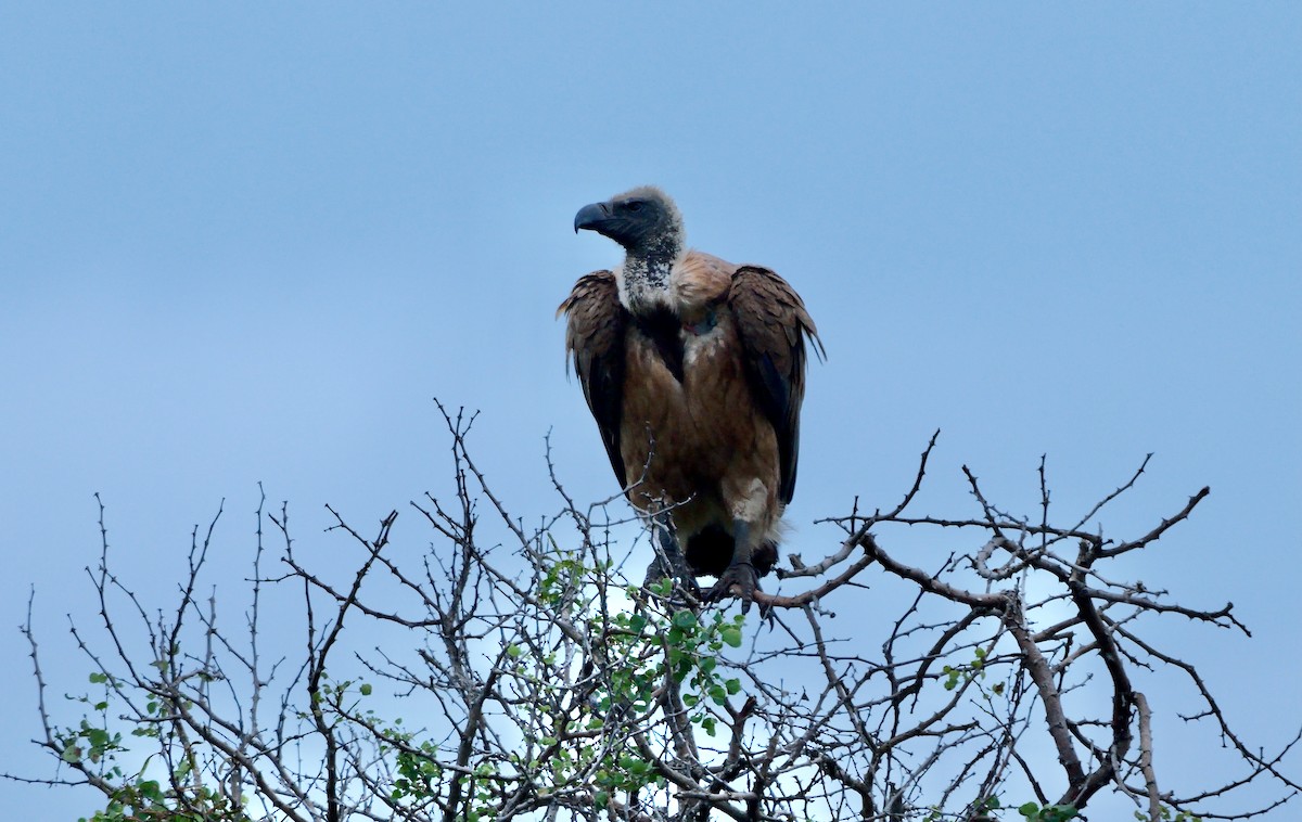sup africký - ML638140040