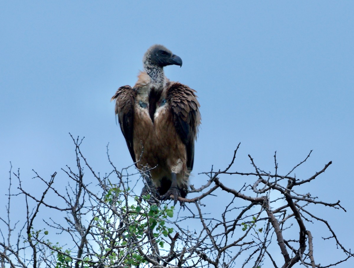 sup africký - ML638140041