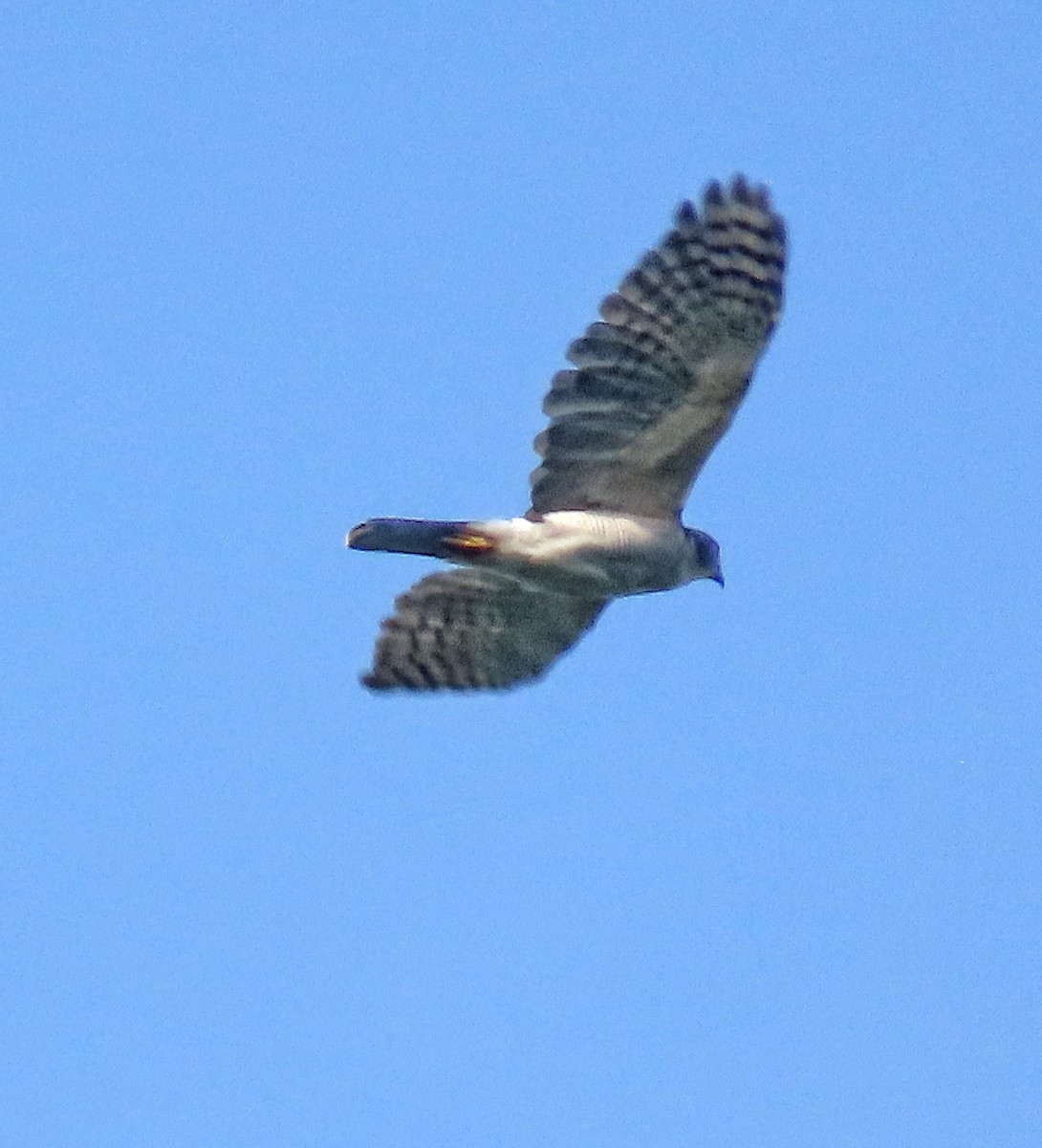 African Goshawk - ML638140050