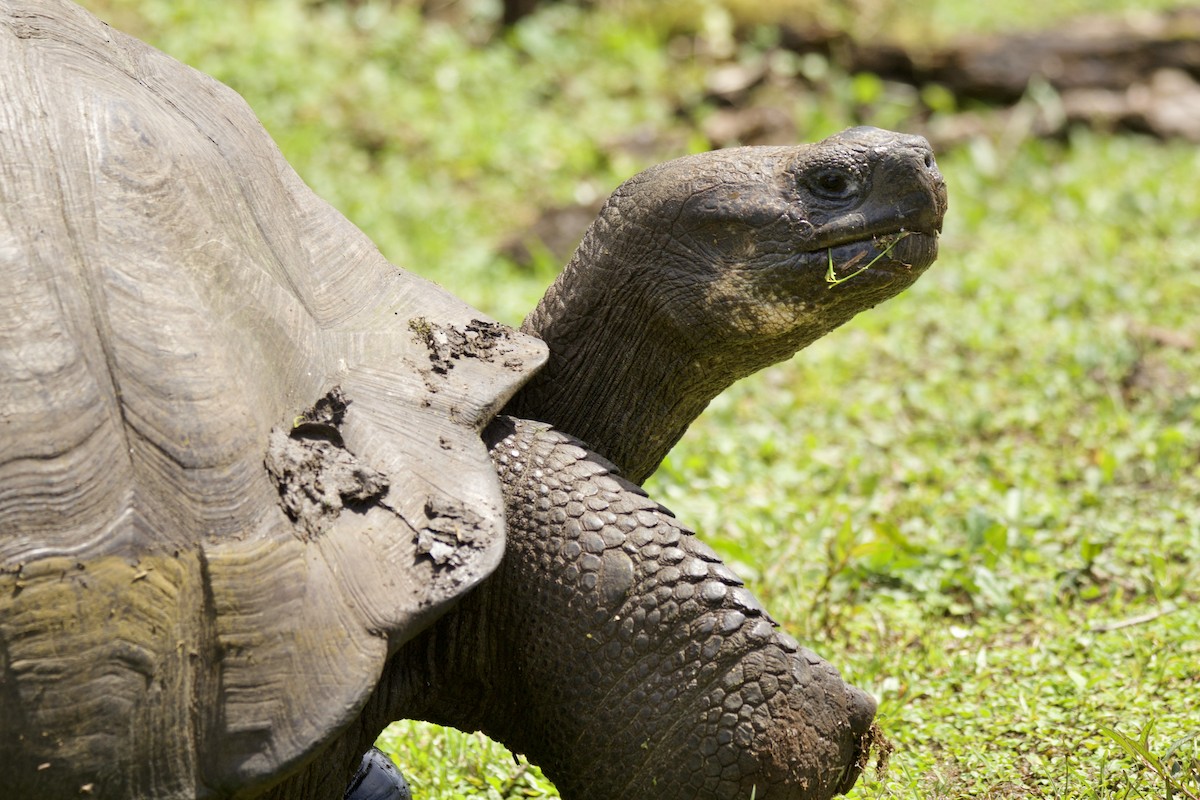 Western Santa Cruz Giant Tortoise - ML638140054