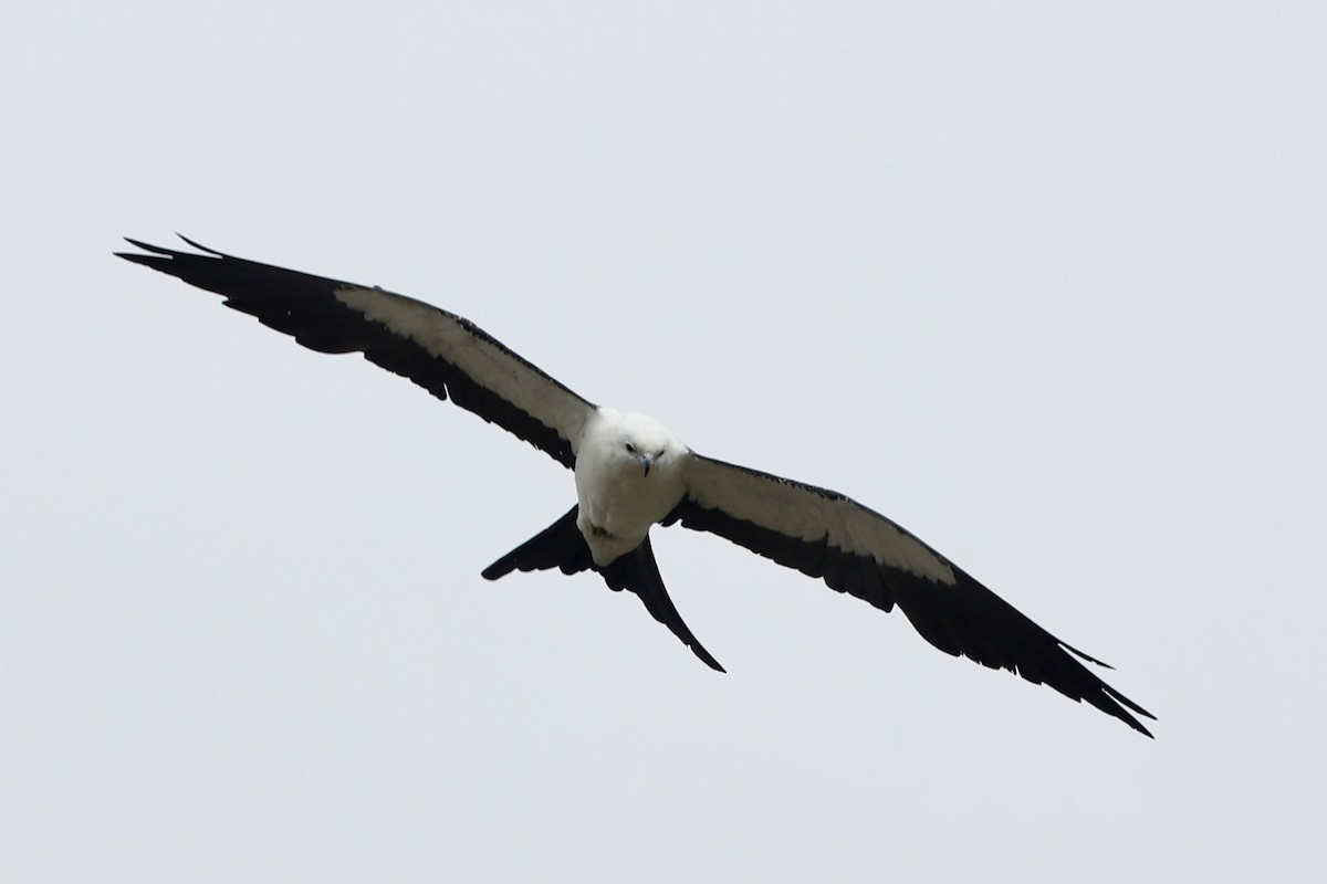 Swallow-tailed Kite - ML638140066