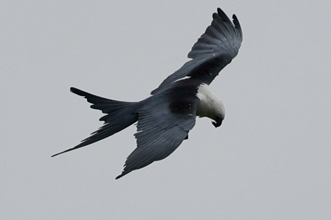Swallow-tailed Kite - ML638140067