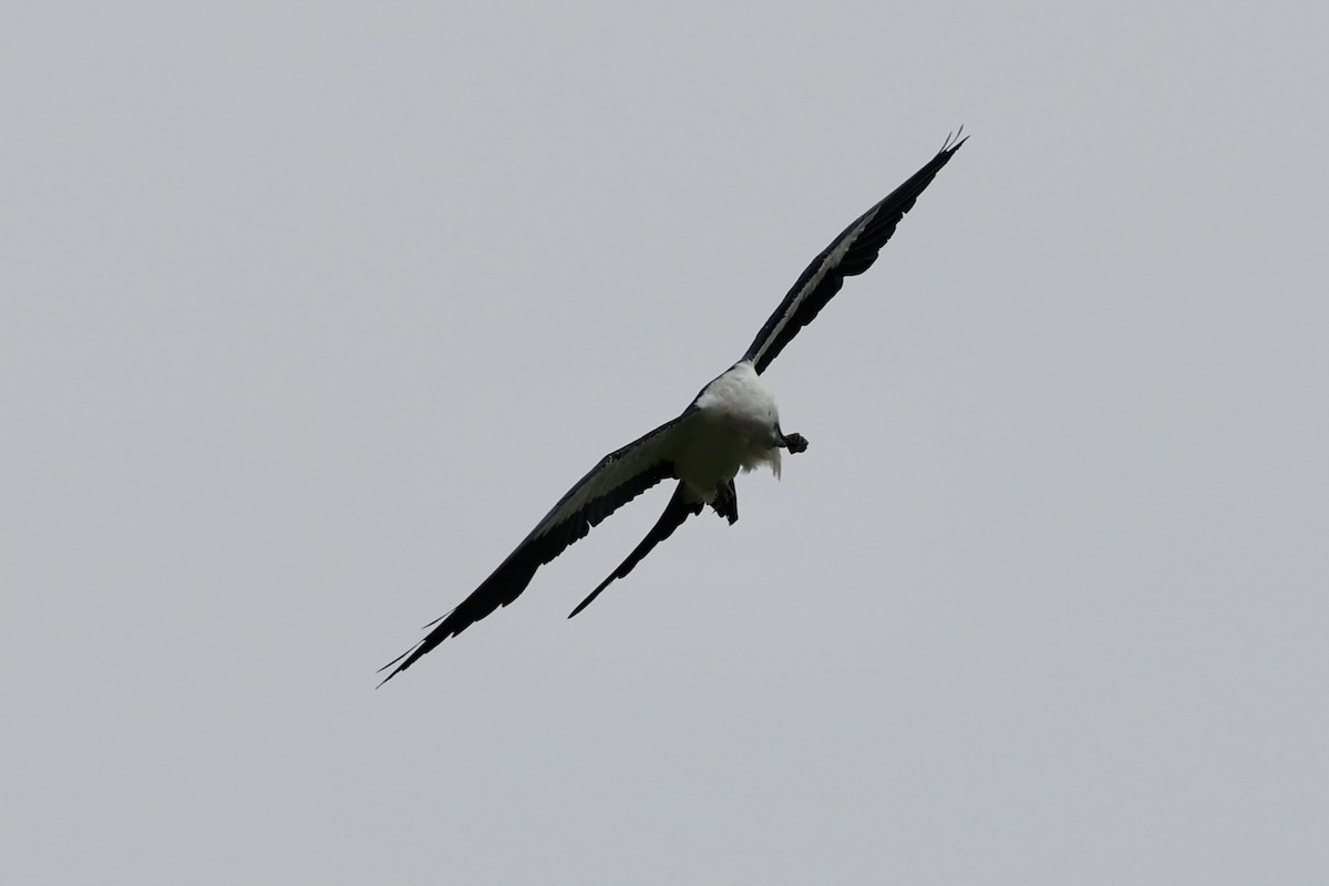 Swallow-tailed Kite - ML638140068