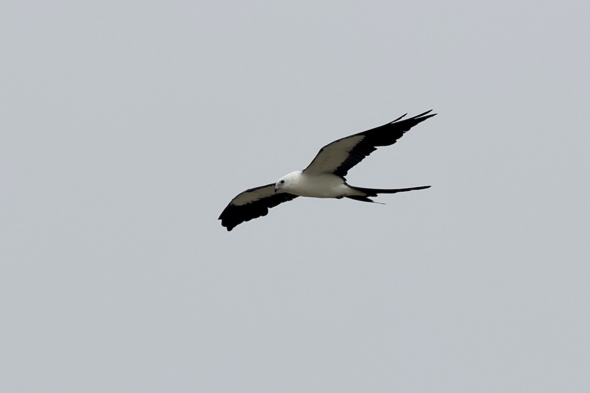 Swallow-tailed Kite - ML638140069