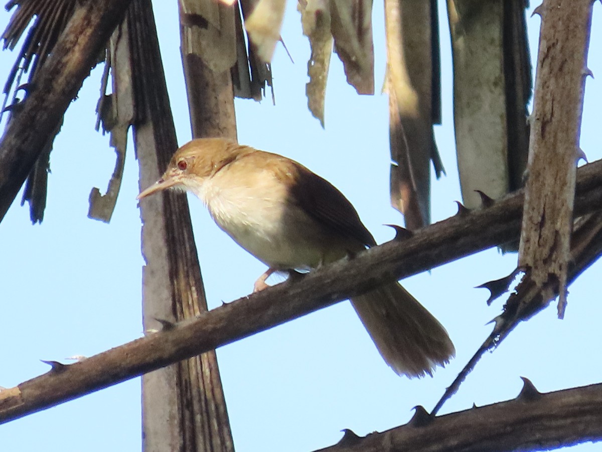 Terrestrial Brownbul - ML638140090