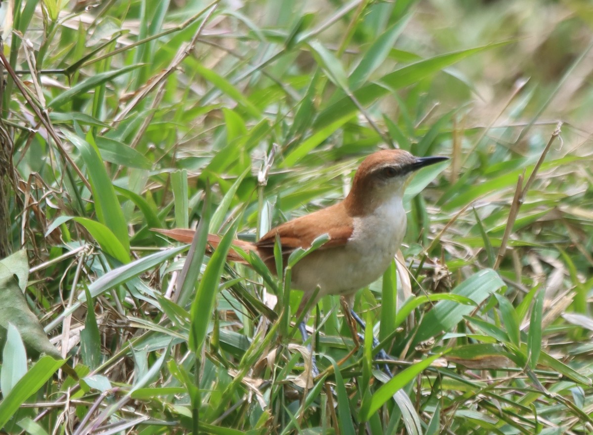 Yellow-chinned Spinetail - ML638140094