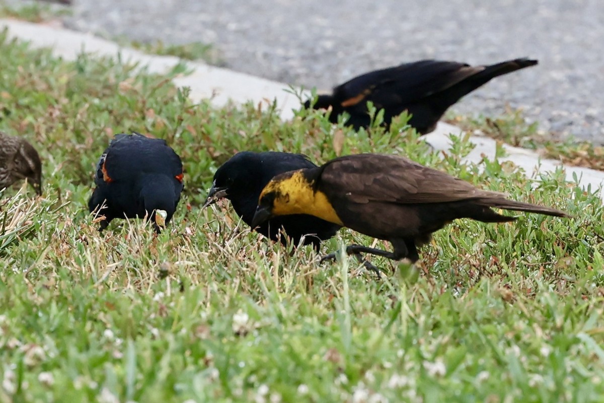 Yellow-headed Blackbird - ML638140095