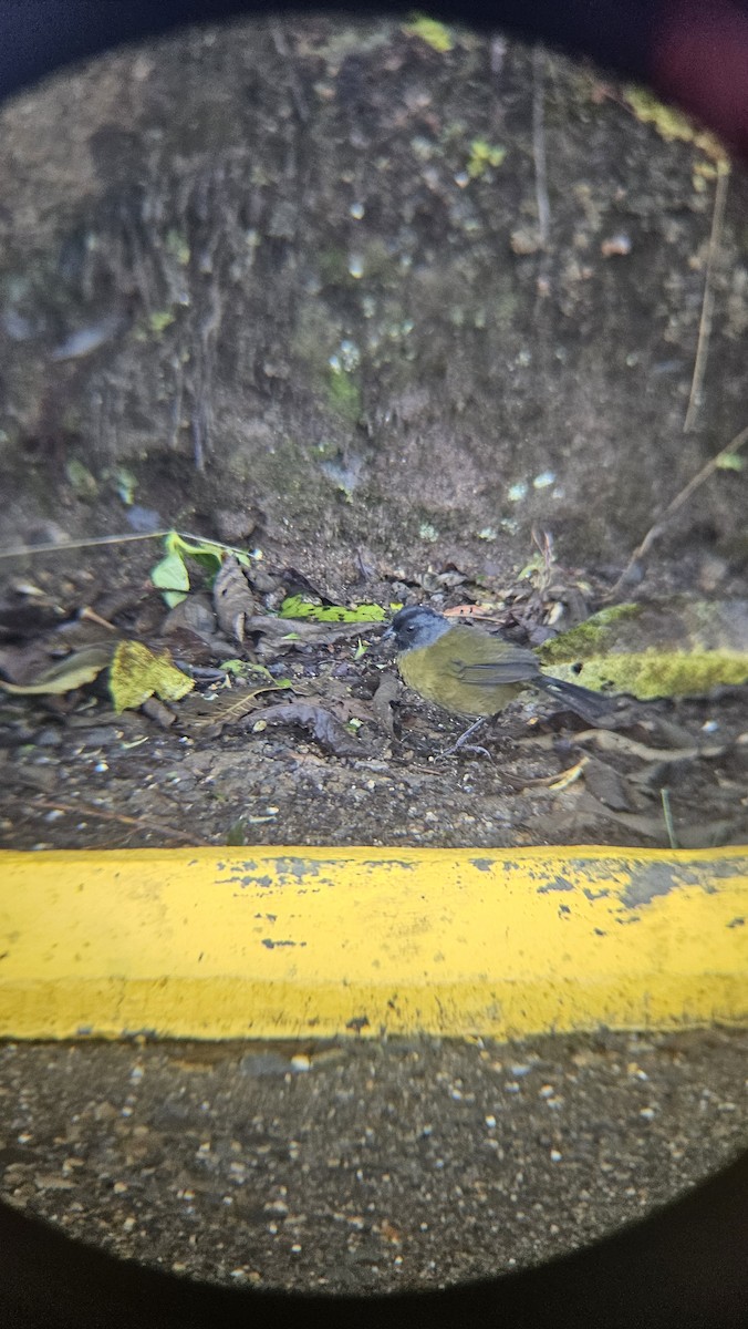 Large-footed Finch - ML638140097