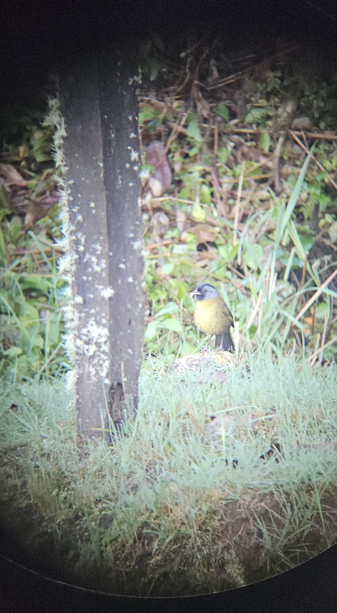 Large-footed Finch - ML638140098