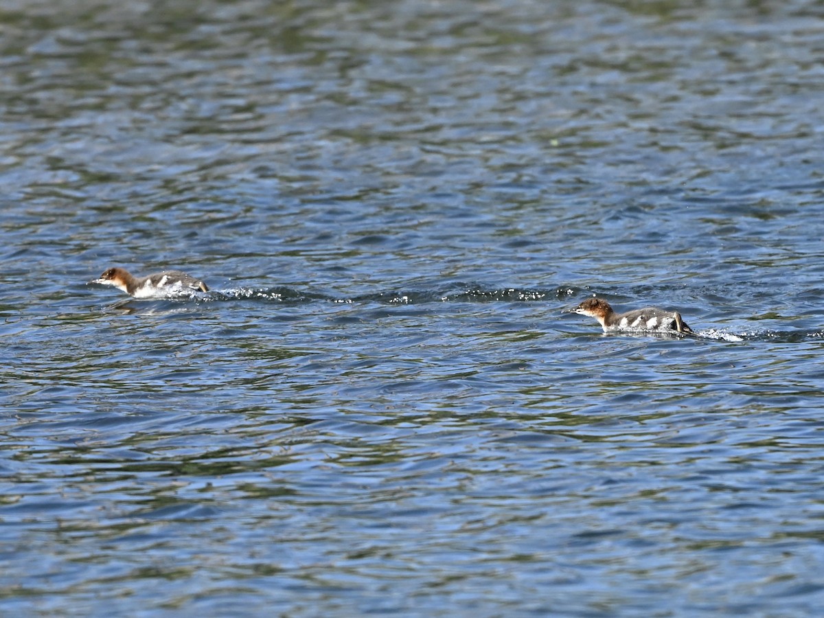Common Merganser - ML638140103