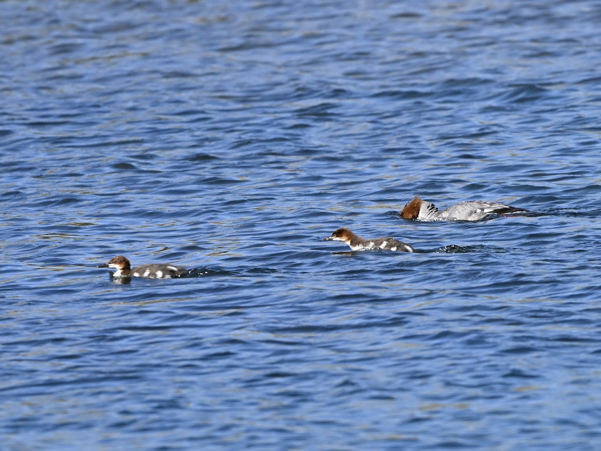 Common Merganser - ML638140104