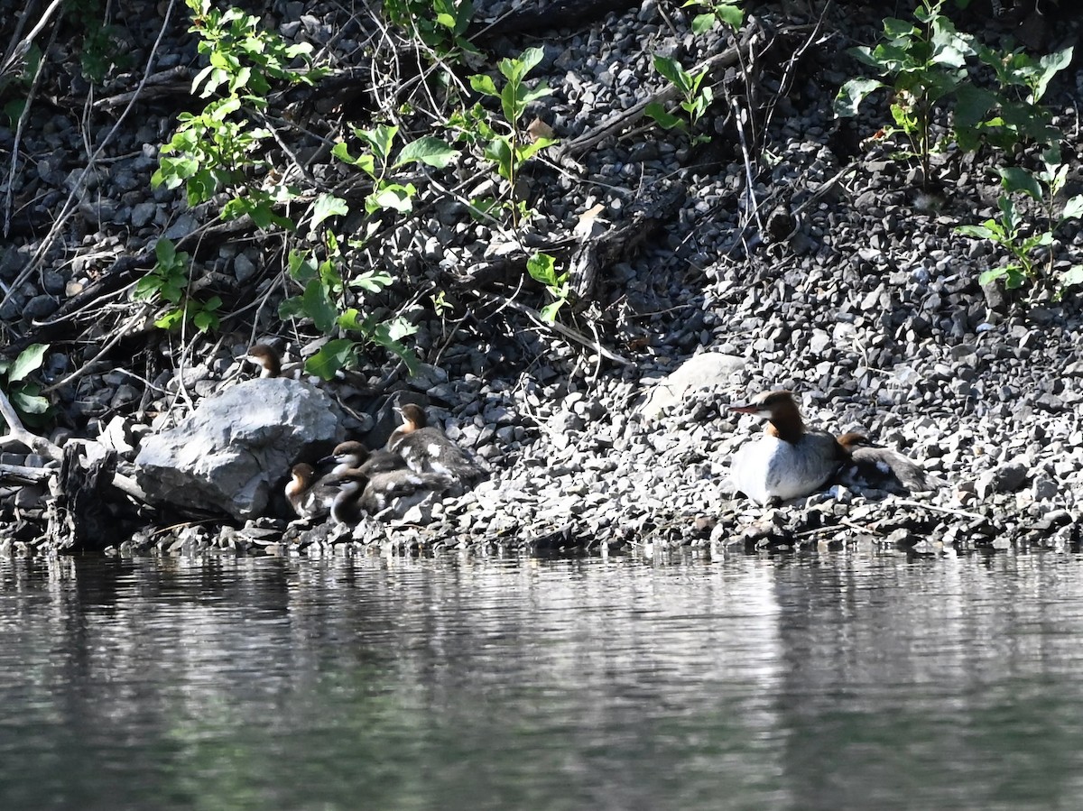 Common Merganser - ML638140107
