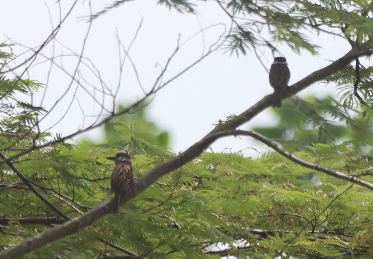 Russet-throated Puffbird - ML638140113