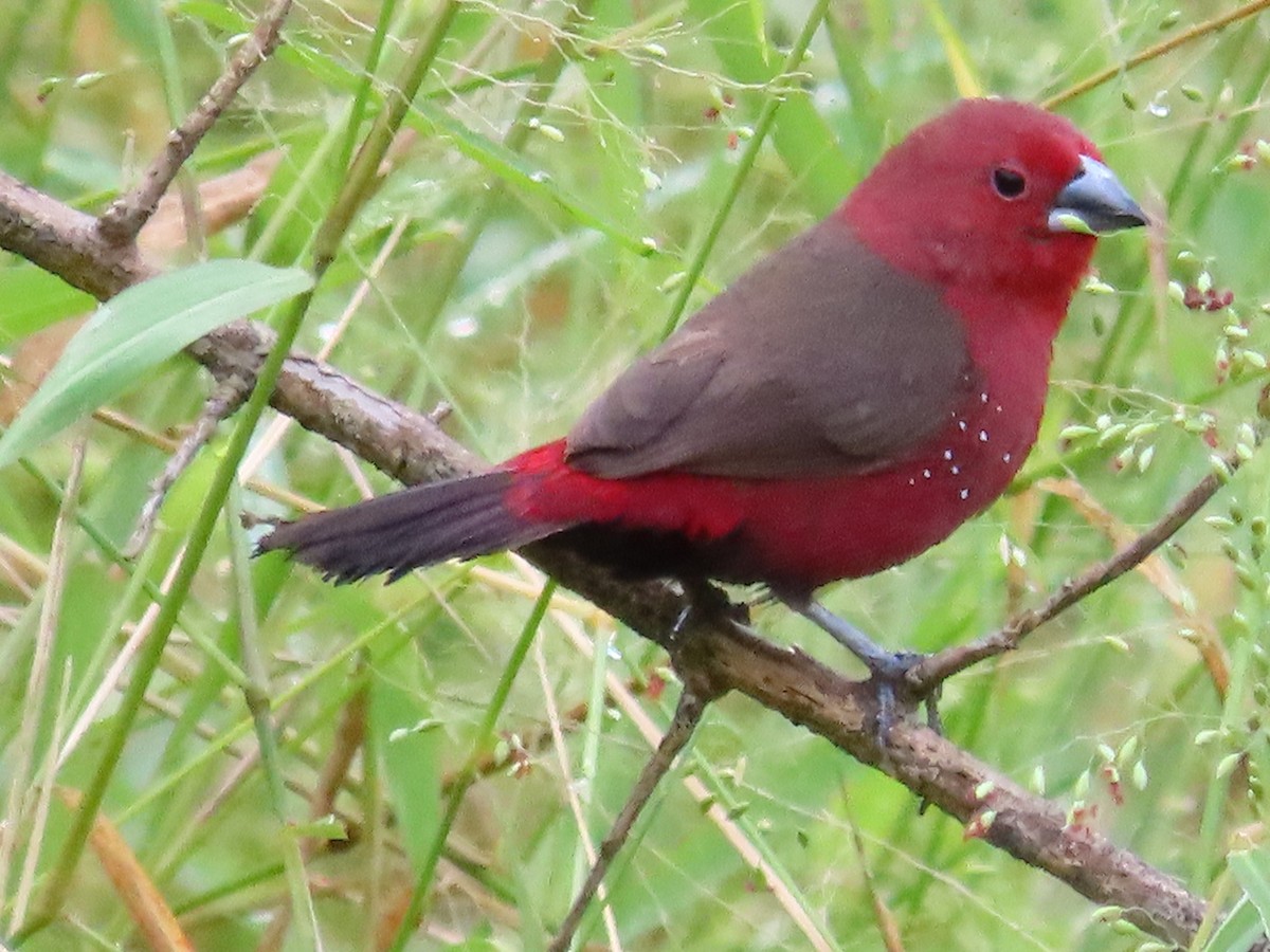 African Firefinch - ML638140132
