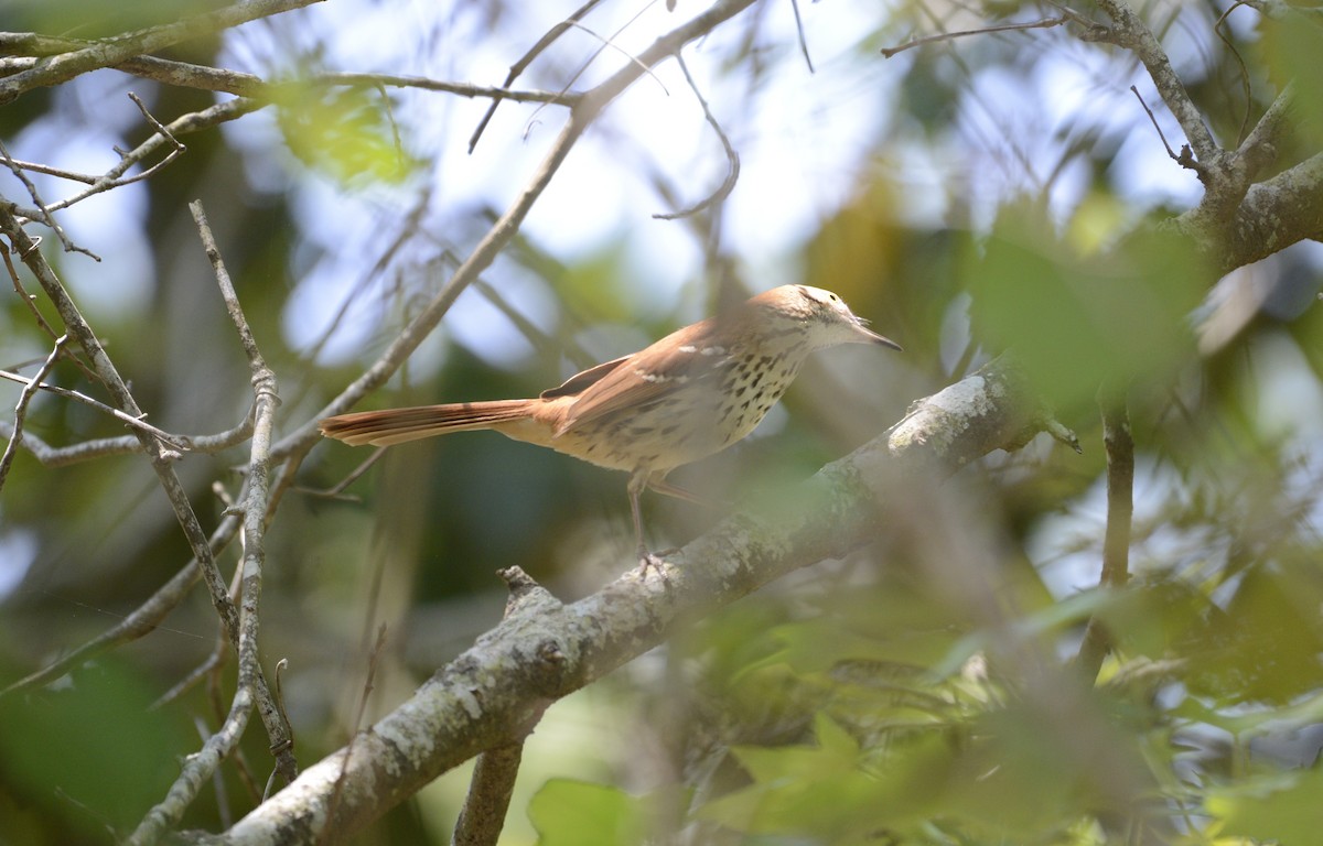 Brown Thrasher - ML638140139