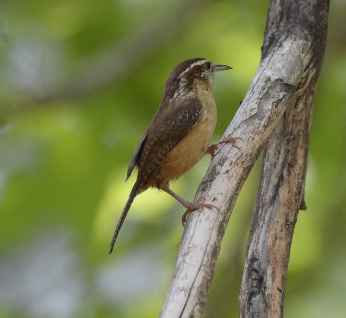 Carolina Wren - ML638140145