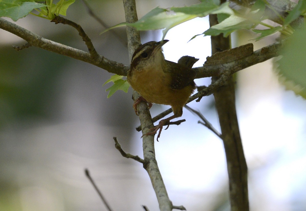 Carolina Wren - ML638140148