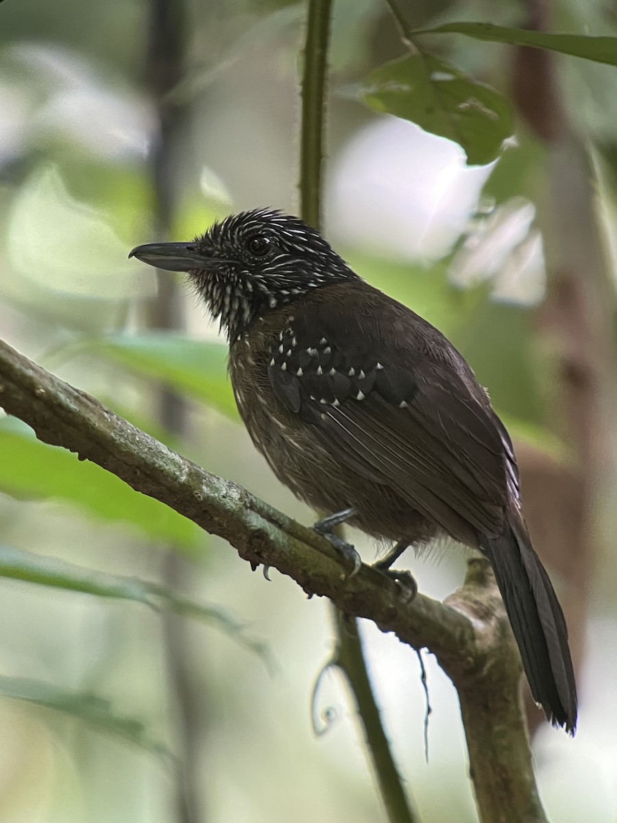 Black-hooded Antshrike - ML638140150