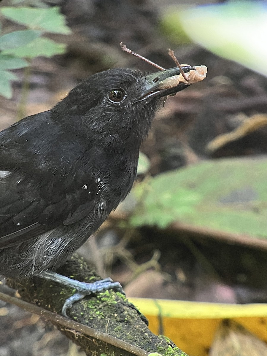 Black-hooded Antshrike - ML638140152