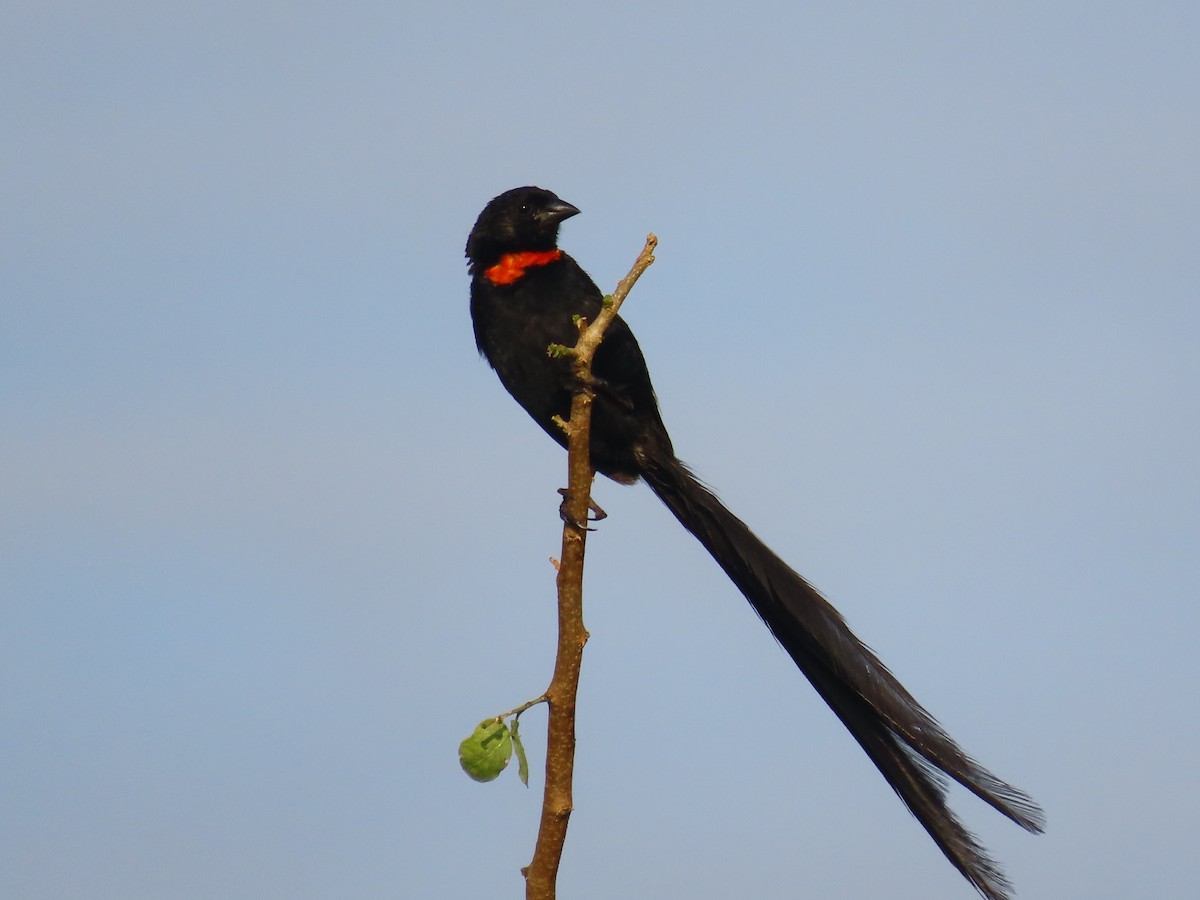 Red-collared Widowbird - ML638140163
