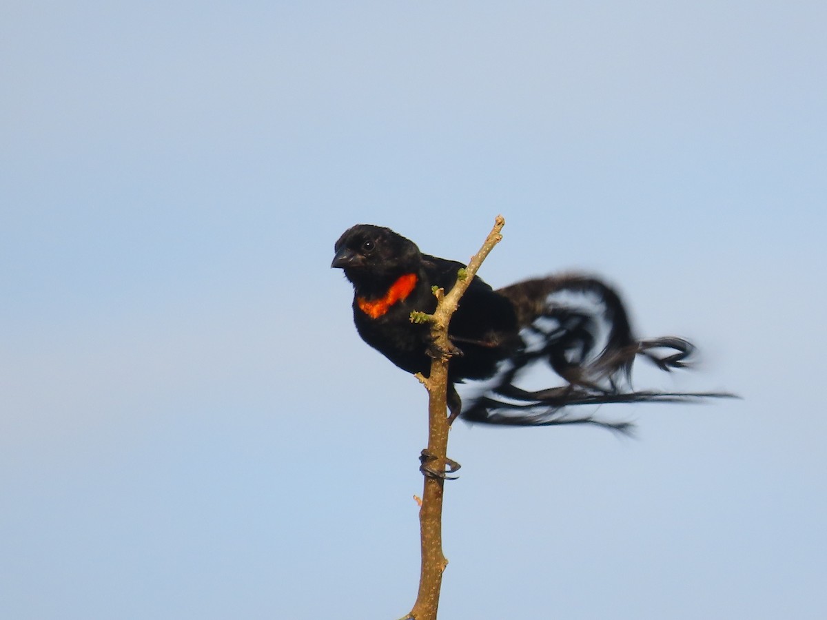 Red-collared Widowbird - ML638140169