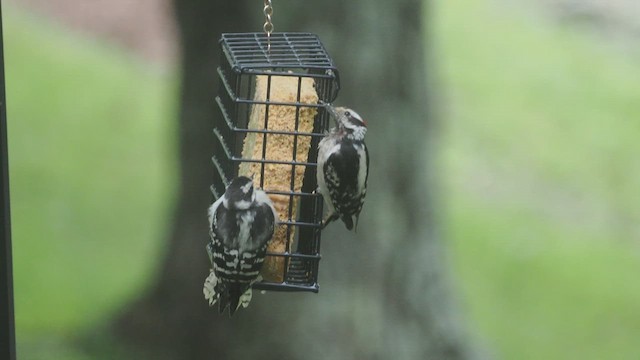 Downy Woodpecker - ML638140208