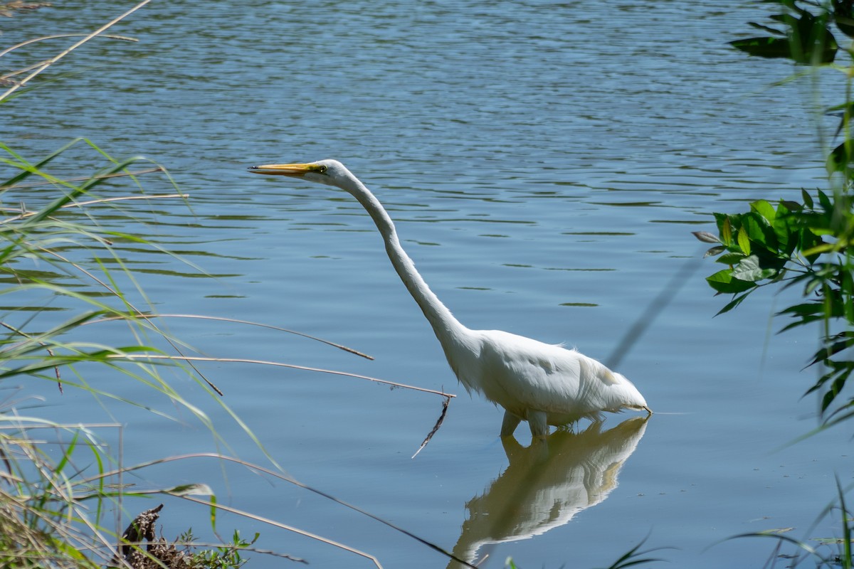 Great Egret - ML638140218