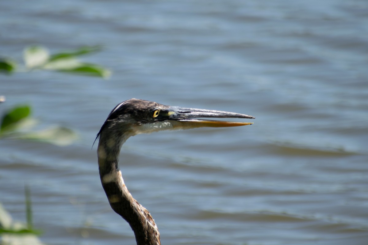 Great Blue Heron - ML638140220