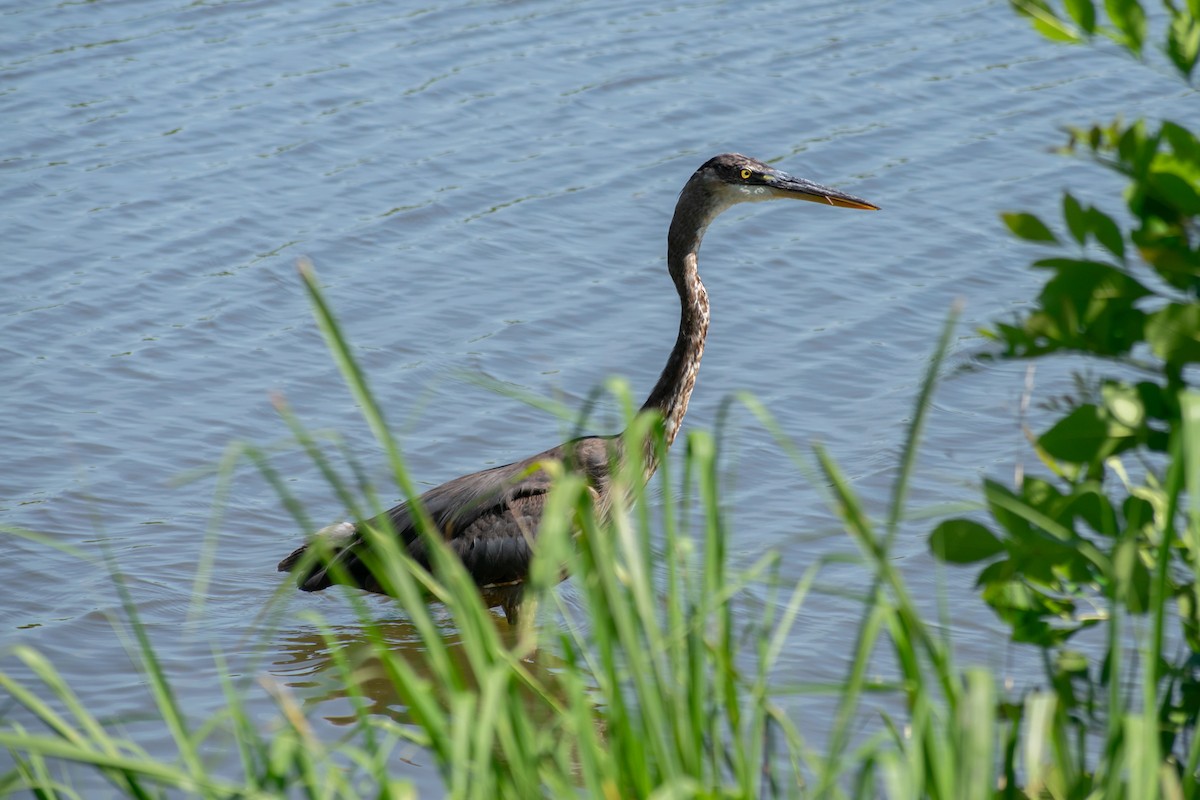 Great Blue Heron - ML638140221