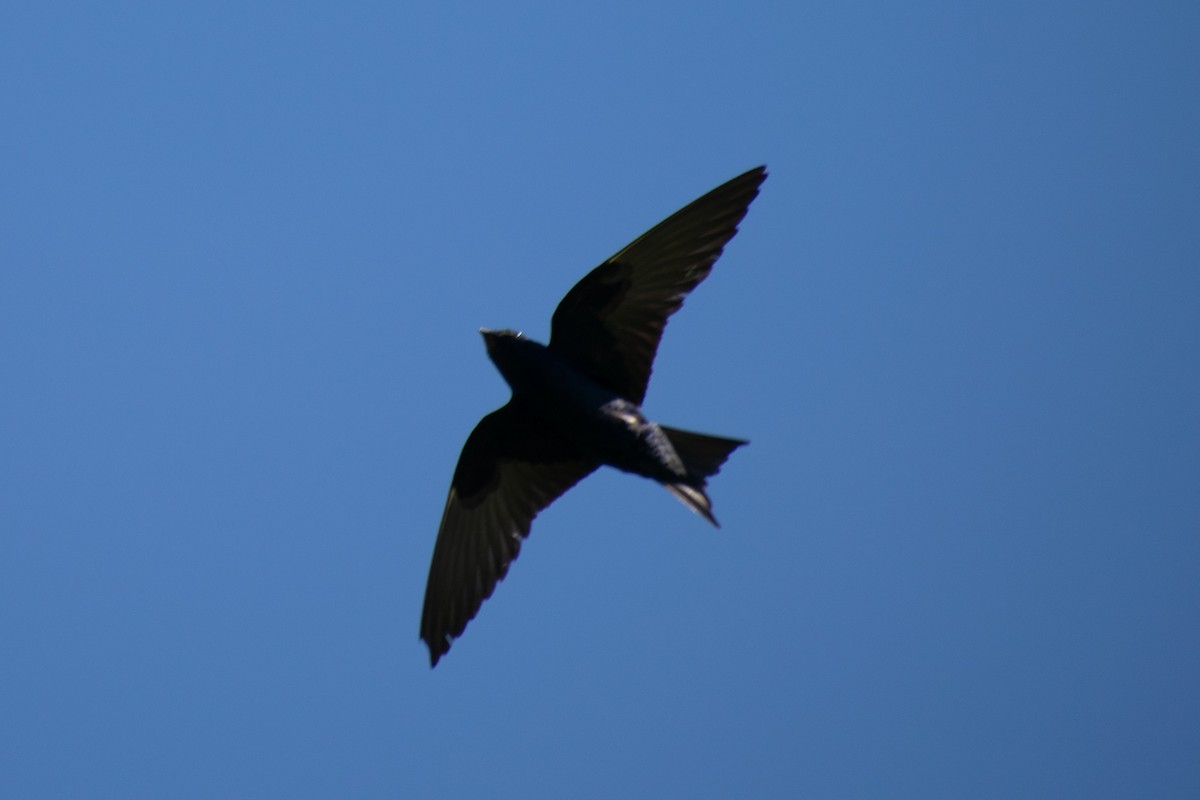 Purple Martin - ML638140226