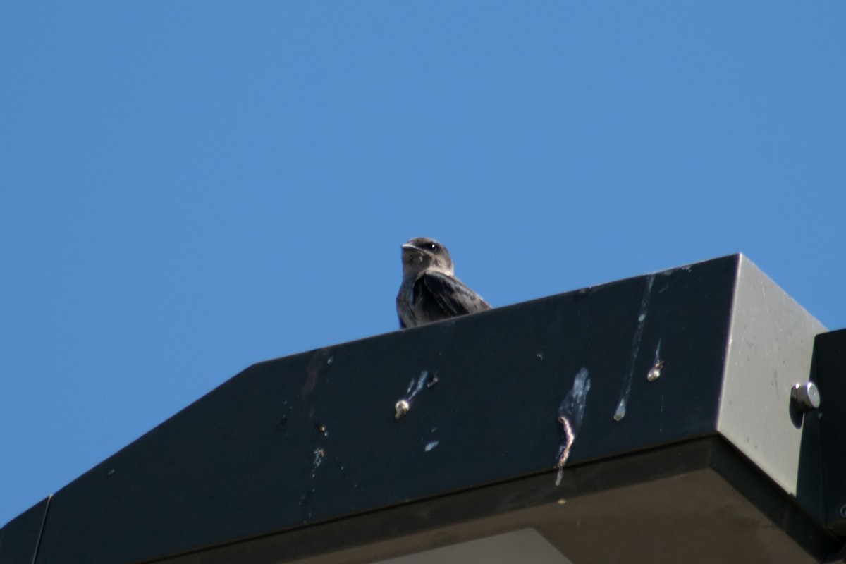 Purple Martin - ML638140227