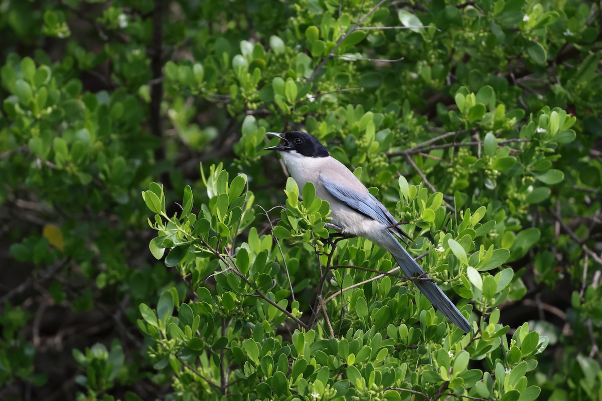Azure-winged Magpie - ML638140234